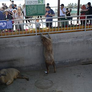 Golden Takin,Budorcas bedfordi