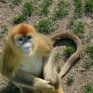 Golden Snub-nosed Langur,Rhinopithecus roxellana