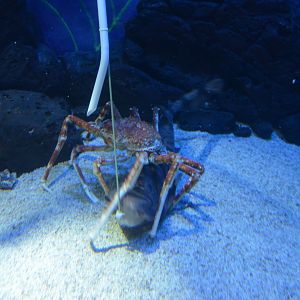 Japanese swellshark,Cephaloscyllium umbratile,with Japanese spider crab,Macrocheira kaempferi
