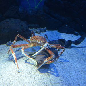 Japanese swellshark,Cephaloscyllium umbratile,with Japanese spider crab,Macrocheira kaempferi