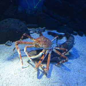 Japanese swellshark,Cephaloscyllium umbratile,with Japanese spider crab,Macrocheira kaempferi