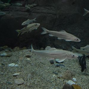 Gymnocypris przewalskii