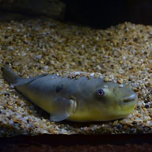 Obscure pufferfish,Takifugu obscurus