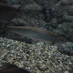 Topmouth Culter ,Culter alburnus