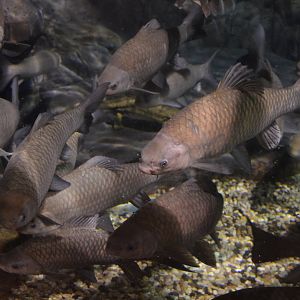 Spinibarbus sinensis