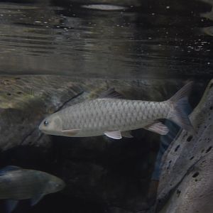 Spinibarbus hollandi