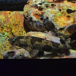 Izu catshark, Scyliorhinus tokubee