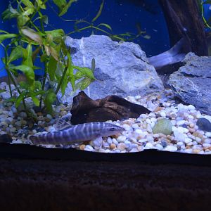 Golden chinese loach,Sinibotia superciliaris
