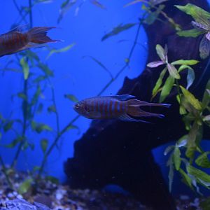 Paradise fish ,Macropodus opercularis