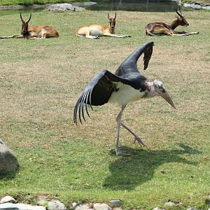 Marabou Stork and Nile Lechwes