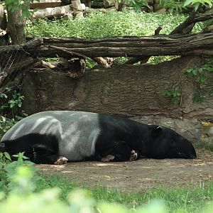 Malayan Tapir