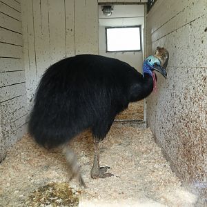 Southern Cassowary