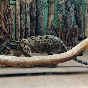 Clouded Leopard