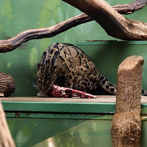Clouded Leopard