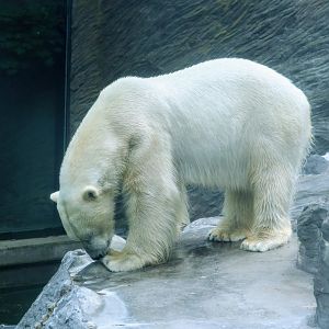 Polar Bear