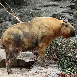 Golden Takin