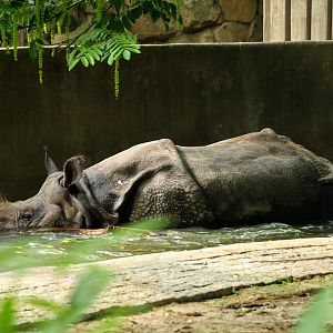 Greater One-horned Rhinoceros