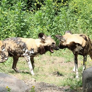 African Wild Dogs