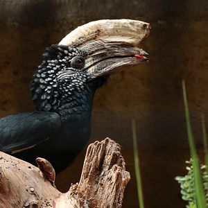 Silvery-cheeked Hornbill