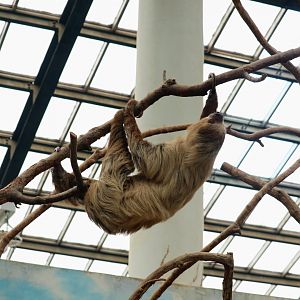 Two-toed Sloth
