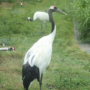 Red-crowned Cranes