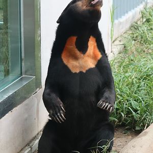 Sun Bear