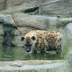 Spotted Hyena