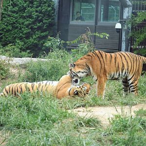 Siberian Tigers