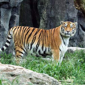 Siberian Tiger