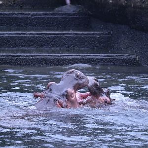 Young Hippos playing