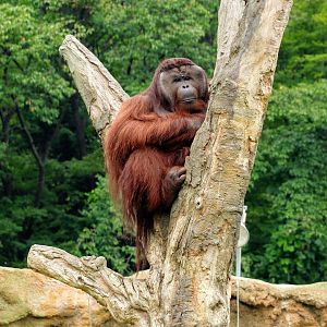 Bornean Orangutan