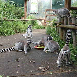 Ring-tailed Lemurs