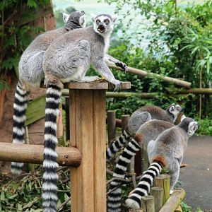 Ring-tailed Lemurs