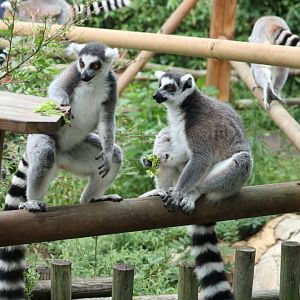 Ring-tailed Lemurs