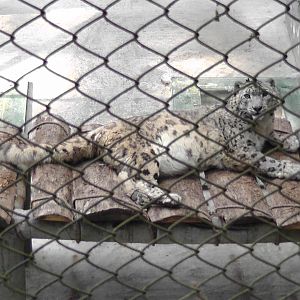 snow leopard, Darjeeling Zoo