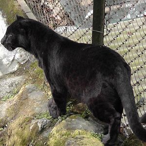 Black Panther, Darjeeling Zoo