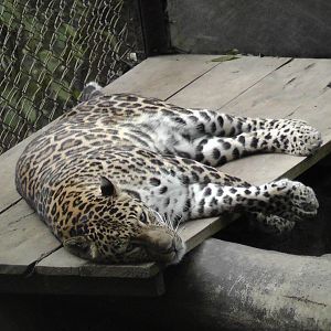 Leopard, Darjeeling Zoo