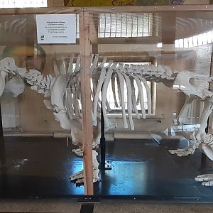 Hipopotamus skeleton