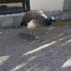 Peacocks are roaming freely at the zoo