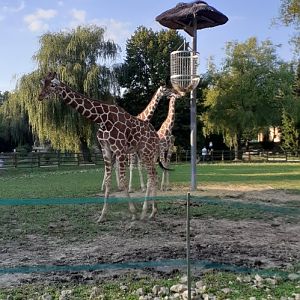 Reticulated giraffes