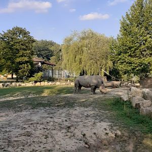 Southern white rhino females