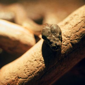 ID? Omaha Oct 2018 - first group of herps in desert, between africa and australia