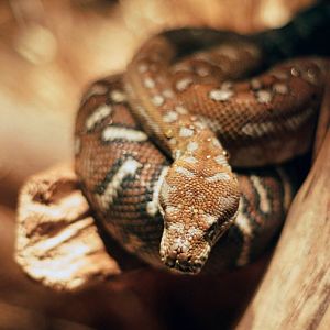ID? Omaha Oct 2018 - first group of herps in desert, between africa and australia