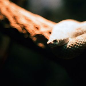 ID? Omaha Oct 2018 - desert between swift fox and coati