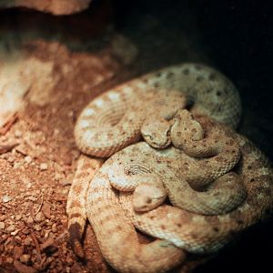 ID? Omaha Oct 2018 - desert between swift fox and coati