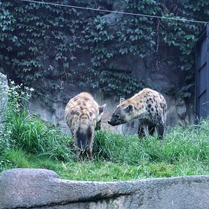 Spotted Hyenas