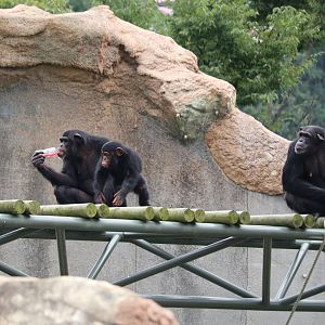 Chimpanzees