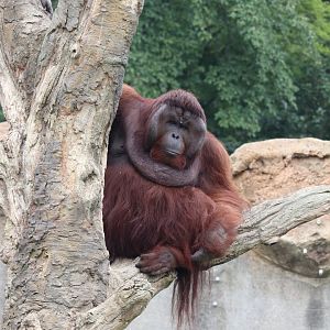 Bornean Orangutan