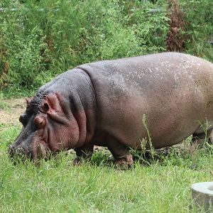 Hippopotamus