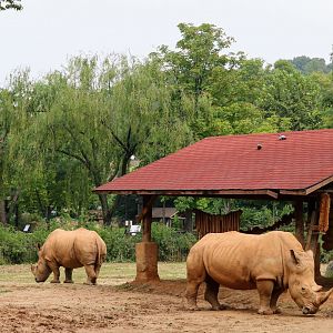 White Rhinos and their exhibit